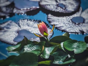 Close-up of lotus water lily