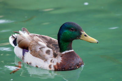 Close-up of mallard duck swimming in lake