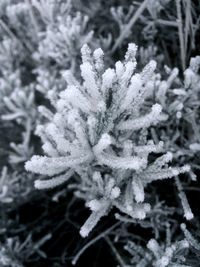 Close-up of snow on tree