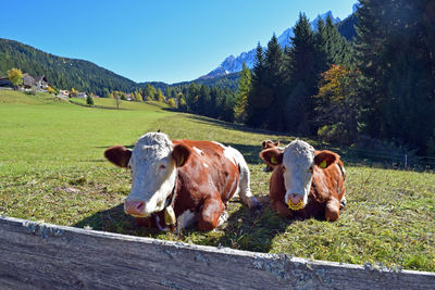 Cows relaxing on grass landscape against clear sky