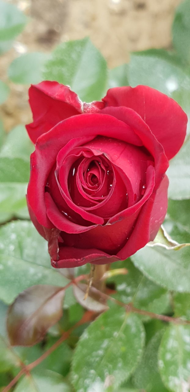 CLOSE-UP OF RED ROSE ON LEAF