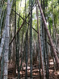 View of bamboo trees in forest