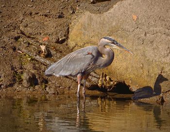 Birds in water