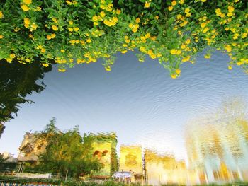 Low angle view of flowering plants against sky