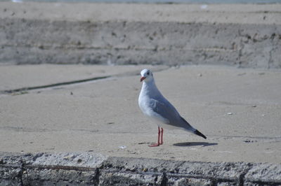 Close-up of birds in water
