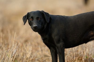 Portrait of black dog