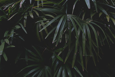 Full frame shot of bamboo plants