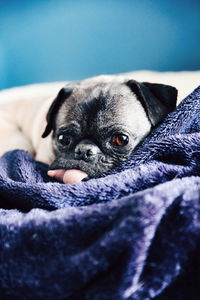 Close-up of a dog