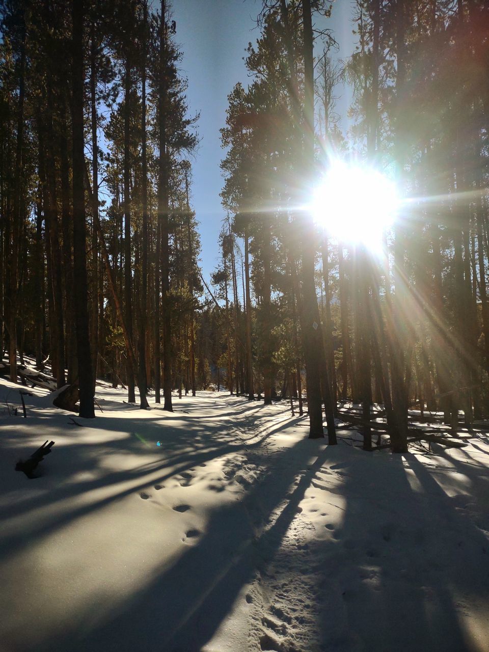 tree, sunlight, nature, plant, light, winter, sunbeam, lens flare, snow, sky, forest, sun, shadow, beauty in nature, land, cold temperature, tranquility, scenics - nature, morning, back lit, day, tranquil scene, no people, reflection, sunny, non-urban scene, environment, coniferous tree, pinaceae, outdoors, pine tree, woodland, darkness, landscape, growth, pine woodland, road, transportation