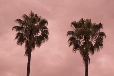 This masterpiece of two palm trees was captured in january 2022, in johannesburg, south africa. 