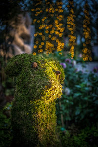 Close-up of fresh green plants