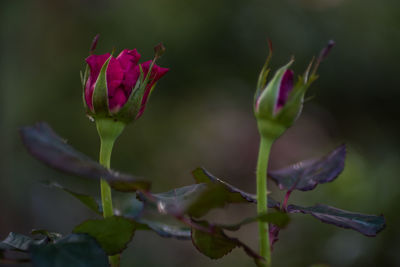 Close-up of red flowering plant