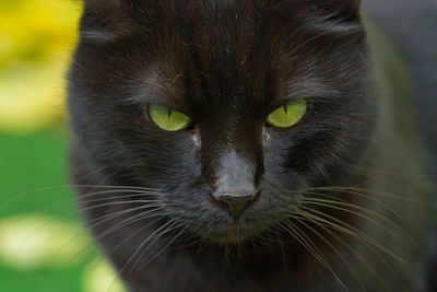 Close-up portrait of a cat