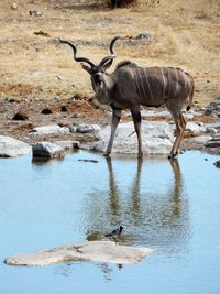 Horse standing in water