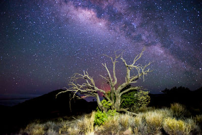 Scenic view of tree against star field at night
