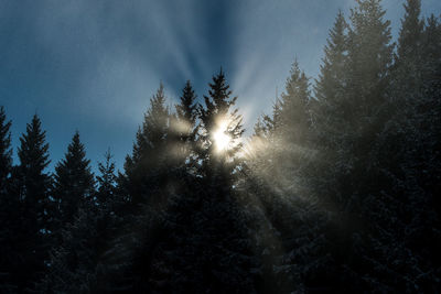 Low angle view of pine trees against sky in forest during winter