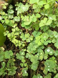 High angle view of leaves