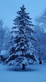 Bare trees on snow covered landscape