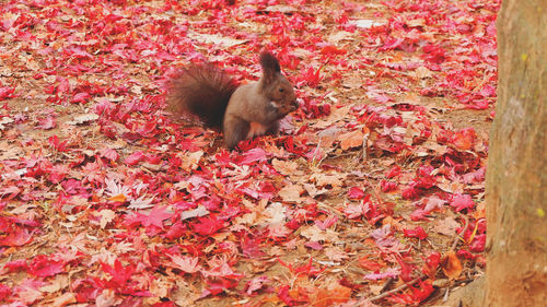 Close-up of maple on red autumn leaf