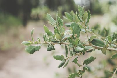 Close-up of fresh green plant