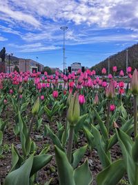 Pink flowering plants on field against sky