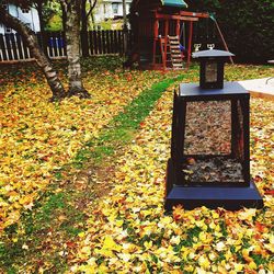 Autumn leaves on field against trees in park