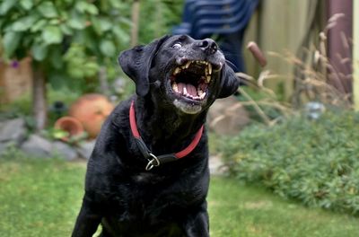 Black dog looking away