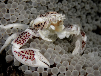 High angle view of crocodile in sea