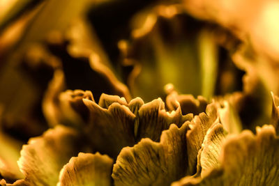 Close-up of mushrooms