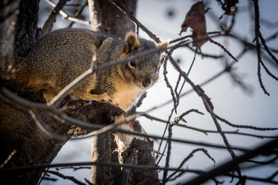 Close-up of squirrel eating branch