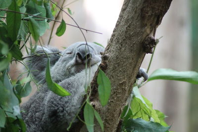 Close-up of a tree