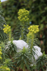 Close-up of fresh green plant