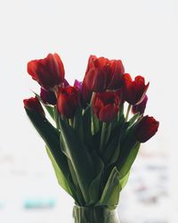 Close-up of tulips against white background