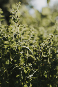 Close-up of flowering plant on field