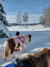 Horse standing on snow covered land