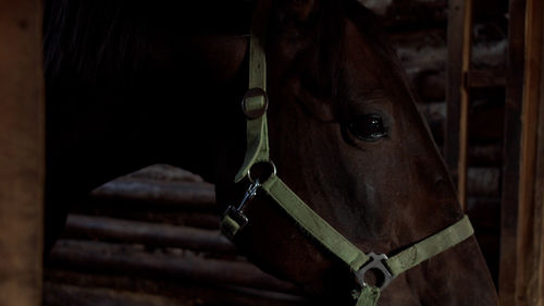 Portrait of horse in stable