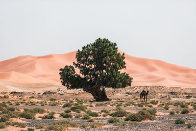 Camel by tree in desert against clear sky