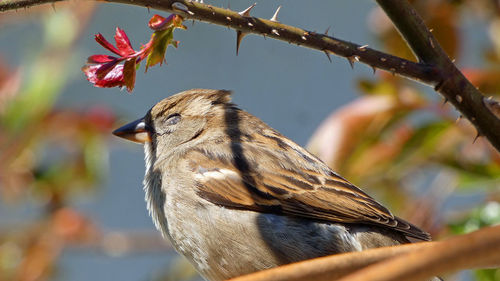 Close-up of bird perching on branch