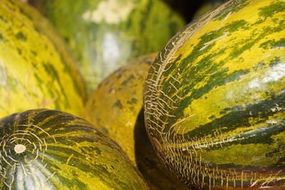 Close-up of banana leaf