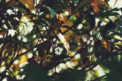 Low angle view of fruits on tree