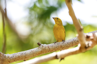 Low angle view of bird perching on branch