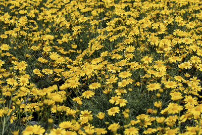 Full frame shot of yellow flowering plants on field