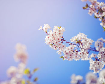 Card with beautiful blooming white sakura flowers tree branch on blue sky background in garden park 