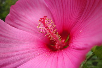 Close-up of pink hibiscus flower