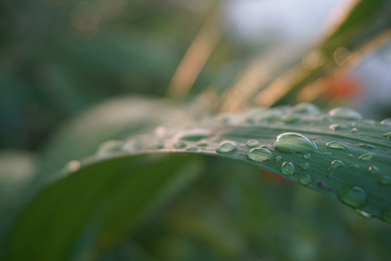 close-up, drop, nature, no people, wet, plant, water, outdoors, fragility, beauty in nature, day