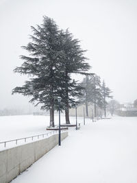 Trees on snow covered landscape against clear sky