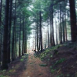 Man walking in forest