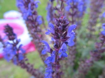 Close-up of purple flowers