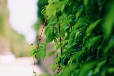 Close-up of fresh green plant