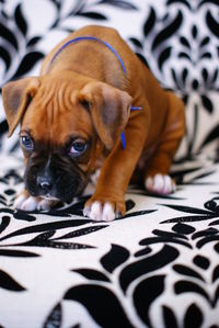 Portrait of boxer puppy on sofa at home